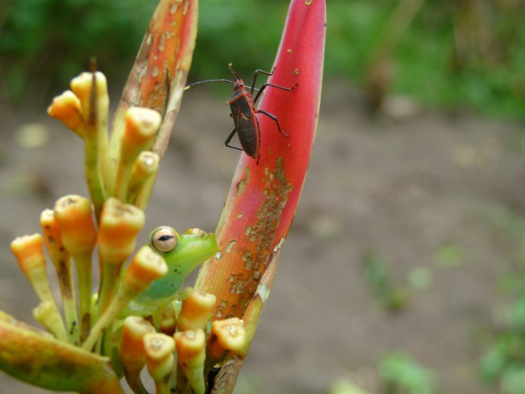 Aracari Garden Hostel Тортугеро Экстерьер фото